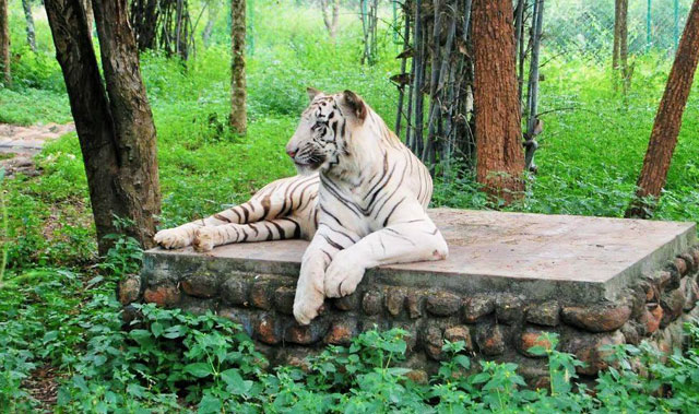 bannerghatta whitefield nandi hills